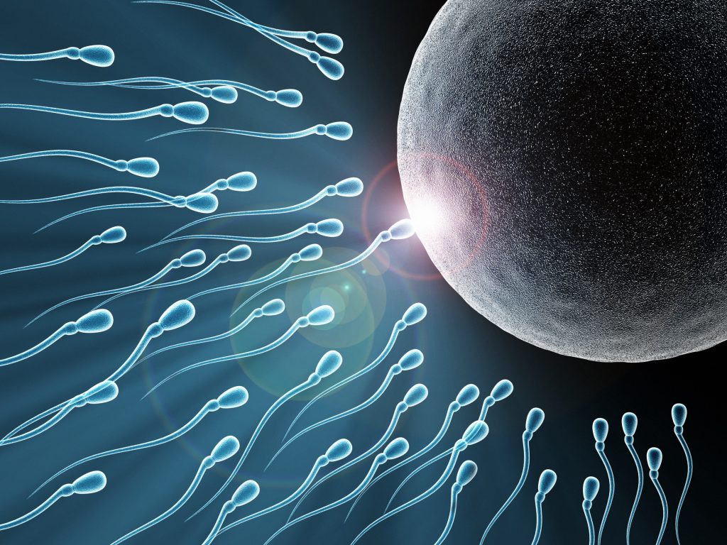 Sperm and egg conceptual illustration - 3d render